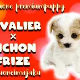 【 MIX犬 】奇跡のブレナムスポットを持つキャバリアとビションフリーゼのMIX