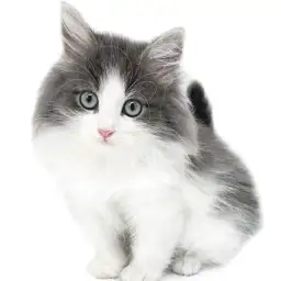 ノルウェージャンフォレストキャット