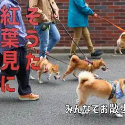 【 オフ会 】ワンコのオフ会しながらゴミ拾いできれいな街作り!