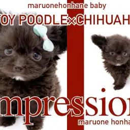 【 MIX・希少 】唯一無二感が半端ない！国士無双級のチョコレートチワプー登場！