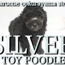 【 シルバー 】希少カラーの爆毛!大注目のトイ・プードル!!
