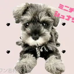 【 ミニチュアシュナウザー 】天真爛漫なベビーフェイスの女の子!