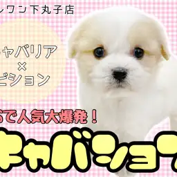 【 MIX 】日本中で大人気でSNSでもバズっているスター!キャバション登場!