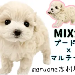 【 プーマルMIX 】ぬいぐるみライクな可愛さ!室内飼い最適なハイブリットわんこ