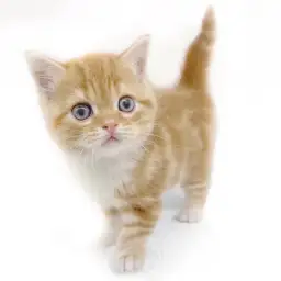 スコティッシュフォールド