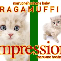 【 ラガマフィン 】こう見えて男の子なんです！超イケメン登場にみぽりん驚愕！