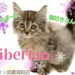 【 サイベリアン 】猫アレルギーさん必見！もふもふな人懐っこい女の子