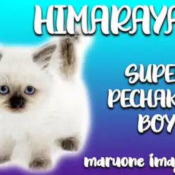【 ヒマラヤン 】シールポイントのぺちゃ顔が愛らしい温厚イケメンニャンコ！