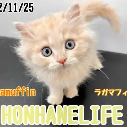 【 ホンハネライフ 】本当に可愛らしい癒し系猫ラガマフィン