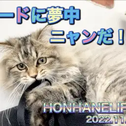 【 ホンハネライフ 】リードに無我夢中のペルシャちゃん!