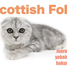 【 スコティッシュフォールド 】垂れ耳!目力抜群!甘えん坊!魅力多く持つ女の子!