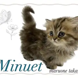 【 ミヌエット 】究極の短足ボディ!ふわふわミヌちゃんが仲間入り!