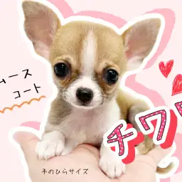 【 チワワ 】手のひらサイズのスムースチワワ！これでもかと思う程魅力が盛り沢山