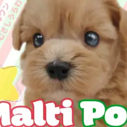 【 マルプー 】オンリーワンなふわふわフレンドリーMIX犬を徹底解剖します！