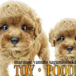 【 トイ・プードル 】生後60日で体重621g!手乗りサイズのテディベア犬!