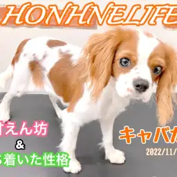 【 ホンハネライフ 】本羽田店のムードメーカー！キャバリアちゃん