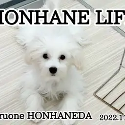 【 ホンハネライフ 】熱い視線を送るのは！？上品すぎるまったりガール！