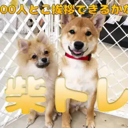 【 柴トレ 】100人とご挨拶チャレンジ!!フレンドリー柴犬になろう!!
