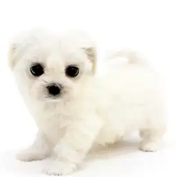 MIX（マルチーズ×チワワ）