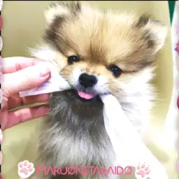 【 ポメラニアン 】みんなのアイドルぽんぽこポメ！ハミガキできたよ！
