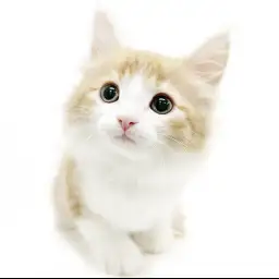 ノルウェージャンフォレストキャット