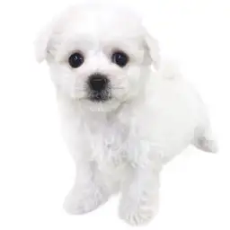 ビションフリーゼ