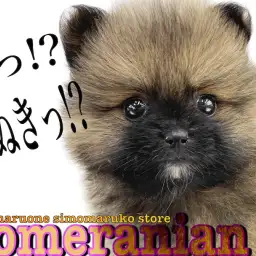 【 ポメラニアン 】ドワーフ体型のタヌキポメ!圧倒的な毛量と短いマズルに注目!