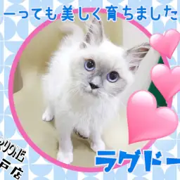 【 ラグドール 】スタッフSの推しにゃんこ!とーっても美しく育ちました!