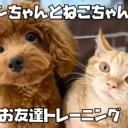 【 お友達トレーニング 】マンチカンちゃんとプードルちゃんのご挨拶!