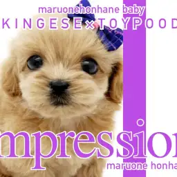 【 ペキプー 】ペキニーズとトイプードルの両親から誕生したMIXのわんこ!