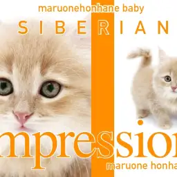 【 サイベリアン 】あまりの可愛さに絶叫の嵐!生後2ヶ月のクリームサイベ登場!
