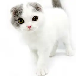 スコティッシュフォールド