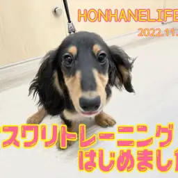 【 ホンハネライフ】ダッちゃんのオスワリトレーニング!の巻