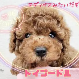 【 トイプードル 】初めてワンちゃんと暮らす方にもオススメ!甘えんぼテディ!