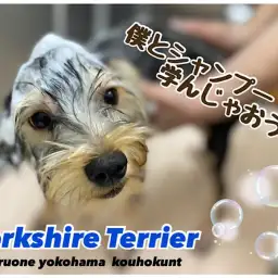 【 ヨークシャーテリア 】ヨーキー君とシャンプーの4つのポイント学んじゃおう!