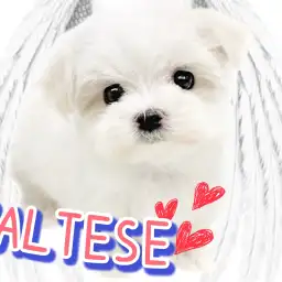 【 マルチーズ 】小柄なドワーフ体型の女の子!小っちゃくたって人一倍遊び上手!