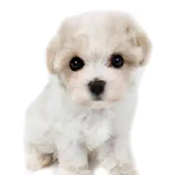 MIX（チワワ×マルチーズ）