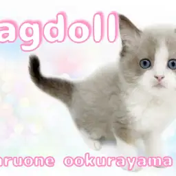 【 ラグドール 】美しい毛並みの女の子!ご挨拶でフレーメン反応!