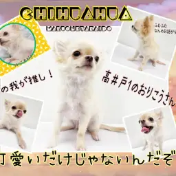 【 チワワ 】我が推しの成長が著しいんです!可愛いだけじゃないんだぞ!