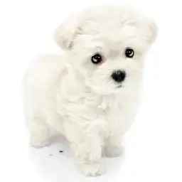 MIX（マルチーズ×トイプードル）