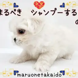 【 Mix 】まるぺきシャンプーする！の巻！