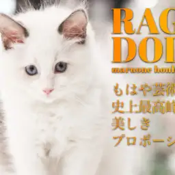 【 ラグドール 】チャンピオン家系は伊達じゃない!究極プロポーションラグドール