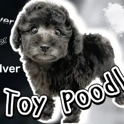 【 トイプードル 】お待たせしました!希少な都会的カラーシルバープードル登場!
