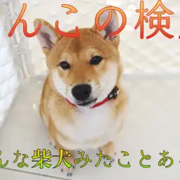【 わんこの検定 】究極奥義!「ヘソ天爪切り」炸裂!こんな柴犬見たこと無い!