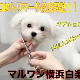 【 白楽トリミング 】トリミングコース徹底解説!あなたのおすすめコースをご紹介!