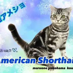 【 アメリカンショートヘア 】これぞTHEアメショ！綺麗なタビー模様の女の子