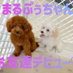 【 お友達デビュー 】まるぷぅちゃんデビュー戦！楽しく遊べたよ！