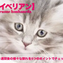 【 サイベリアン 】入店1週間後の様々な馴れを5つのポイントでチェック！