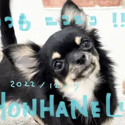 【 ホンハネライフ 】いつも笑顔を絶やさないチワワちゃん