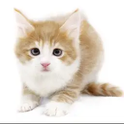 ノルウェージャンフォレストキャット